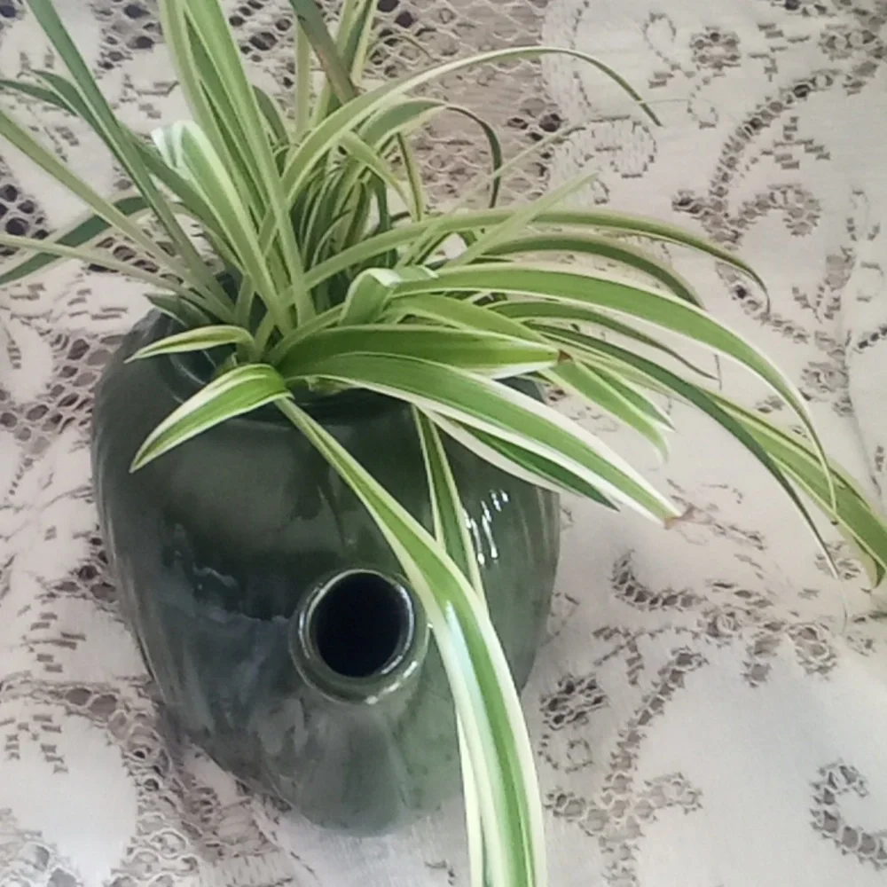 Vintage Fraunfelter teapot with 2 airplane plants